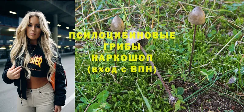 мориарти как зайти  Киреевск  Галлюциногенные грибы Psilocybine cubensis 